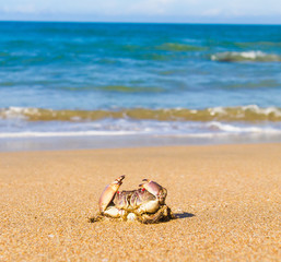 Seafood Posing On the Shore