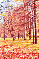 Obraz na płótnie Canvas Sunlit Foliage Park View