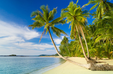 Fototapeta na wymiar Coconut Coast Idyllic Island