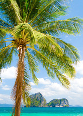 Coconut Getaway Palms Overhanging