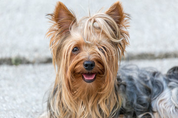 Yorkshire terier looking in camera
