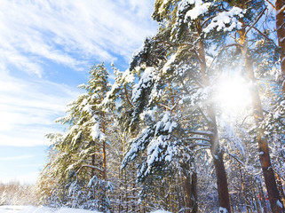 Bright Winter Landscape with a lot of Snow