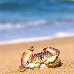 Pure Threat On the Shore