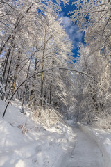 rustic road in winter