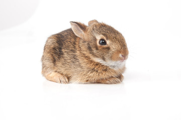 Baby Rabbit