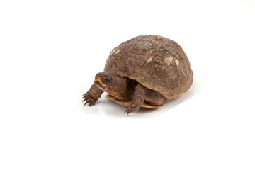 Box turtle