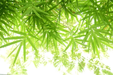 Photo sur Aluminium Bambou Feuilles de bambou vert
