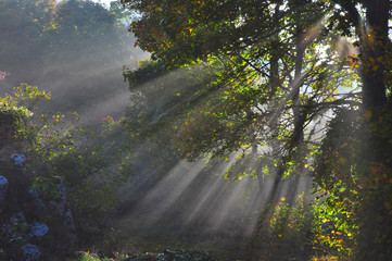 Sunbeams
