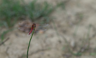 libellule rouge
