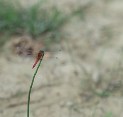 libellule rouge