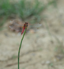 libellule rouge