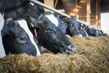 Kühe im modernen Milchviehstall fressen  Grassilage - obrazy, fototapety, plakaty