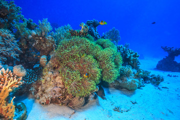 Moray in the Red Sea