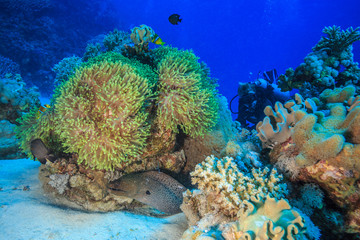 Moray in the Red Sea