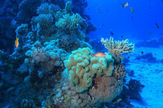 Fototapeta coral reef