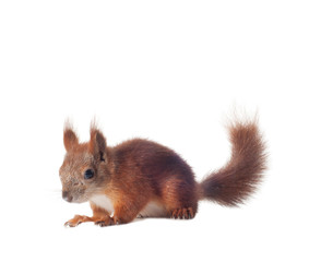 Eurasian red squirrel - Sciurus vulgaris isolated white