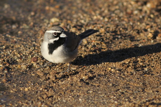 Black-throated Sparrow - Amphispiza bilineata