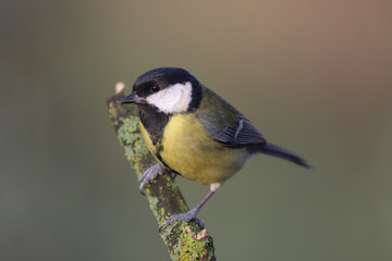 Obraz premium Great Tit - Parus major