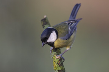Great Tit - Parus major