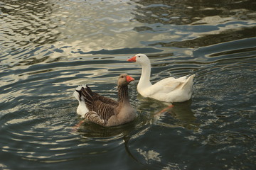 Swiming gooses