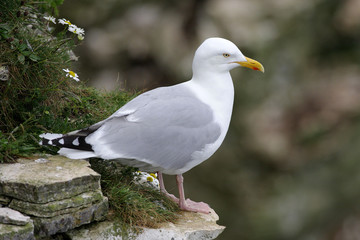 Herring Gull - Larus argentatus