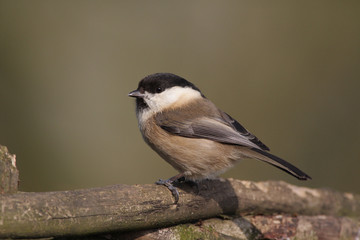 Willow Tit - Parus montanus