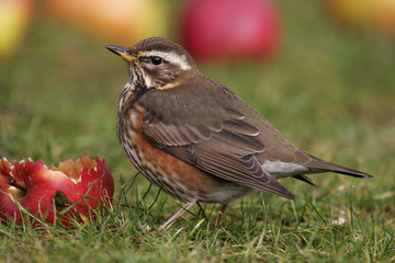 Redwing - Turdus iliacus