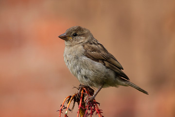 House Sparrow - Passer domesticus