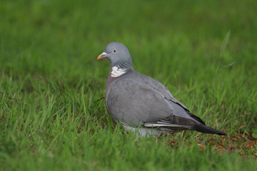 Woodpigeon - Columba palumbus