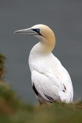 Gannet - Morus bassanus