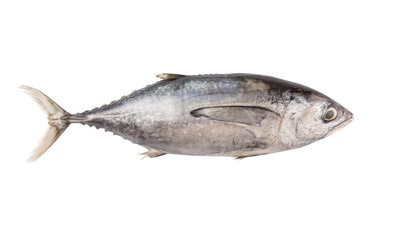Mackerel tuna or ikan tongkol over white background