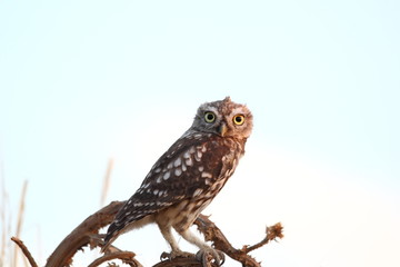 Mochuelo común, Athene noctua 3