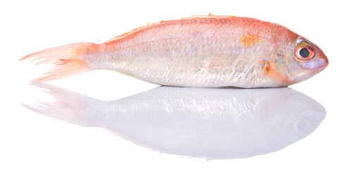 Red fish over white background
