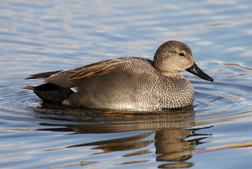 Gadwall - Anas strepera