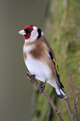 Goldfinch - Carduelis carduelis