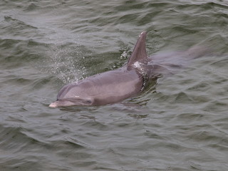Delfin © André Franke