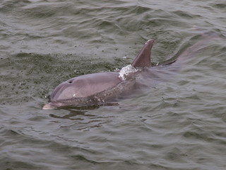 Delfin © André Franke