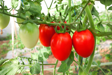 Tomato crop