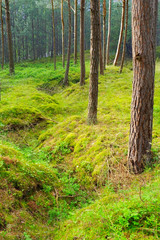 Fototapeta premium Old trench in the forest – the leftover of the World War II.