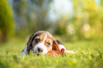 Beagle puppy playing with toy in grass
