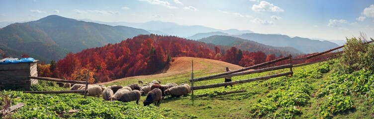 Transcarpathian pastures in autumn