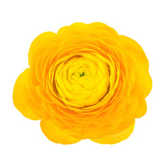 Yellow flower of buttercup