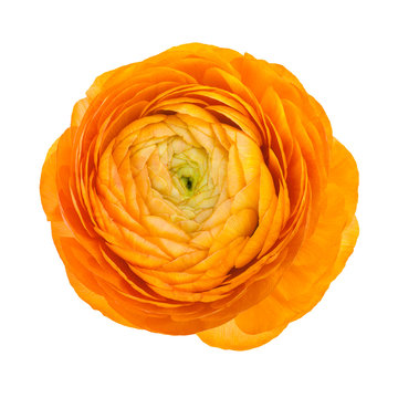Orange flower isolated on white