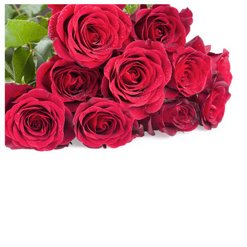 red rose flowers isolated on white