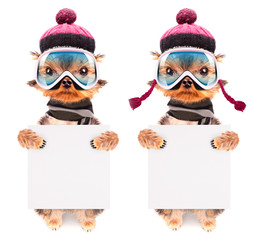 dog  dressed as skier with banner