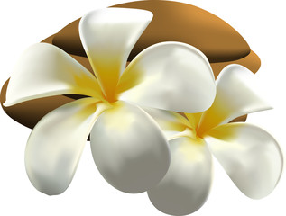 Frangipani © meen_na