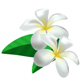 Frangipani