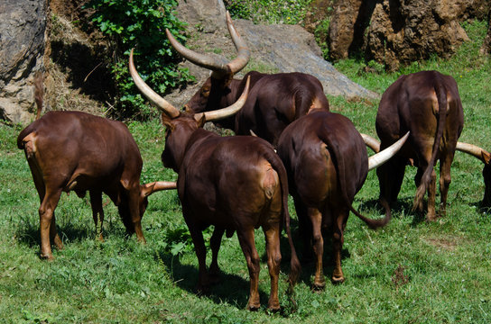 WATUSI