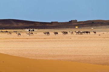 Camels in desert
