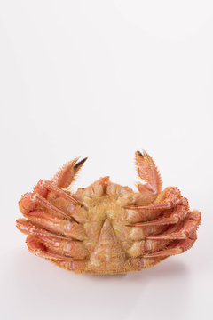 毛蟹